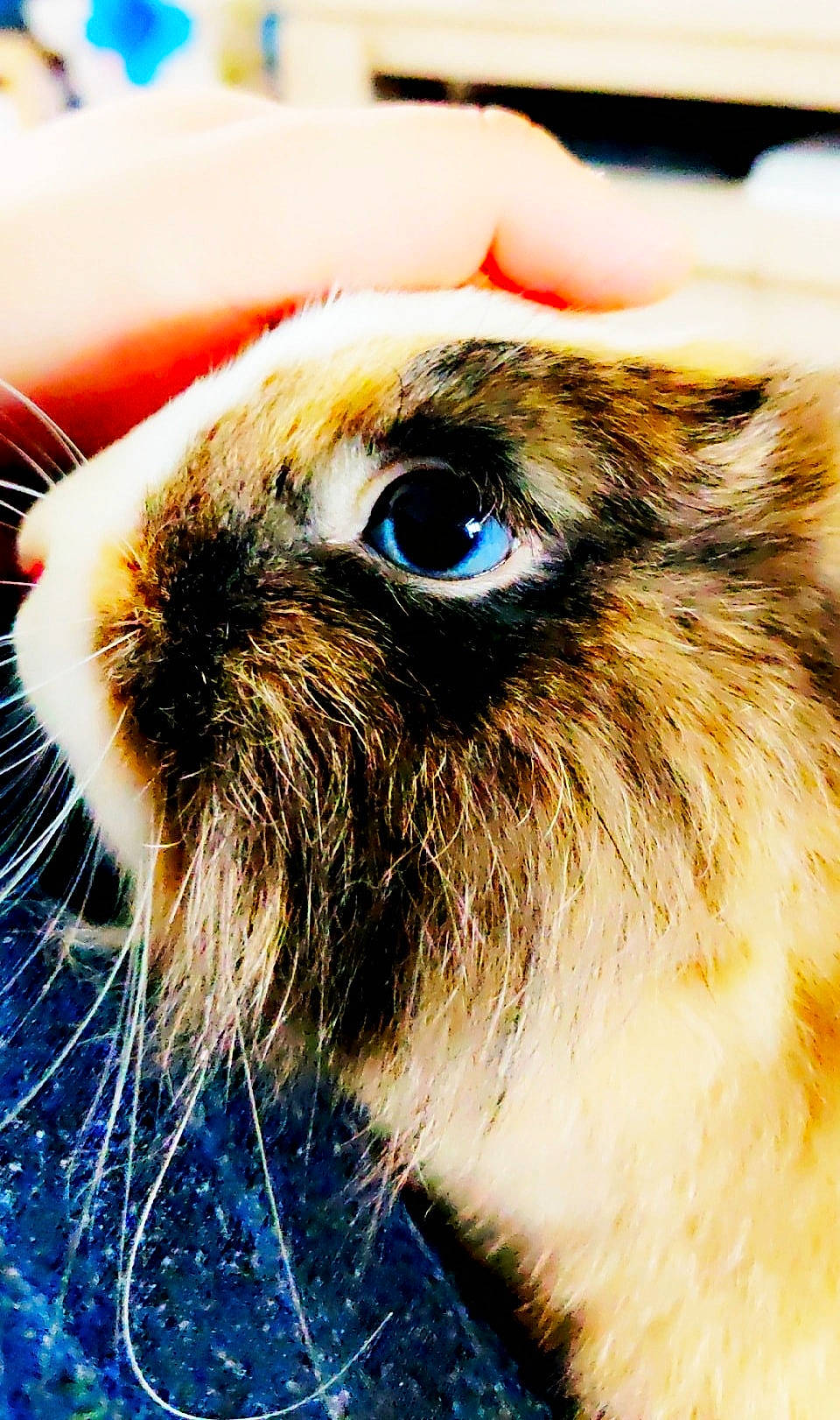 Queeny a rejoint le concours — aidez-le/la à gagner de superbes lots ! carnivore, cat, close_up, fawn, felidae, fur, guinea_pig, rabbit, rabbits_and_hares, snout, whiskers
