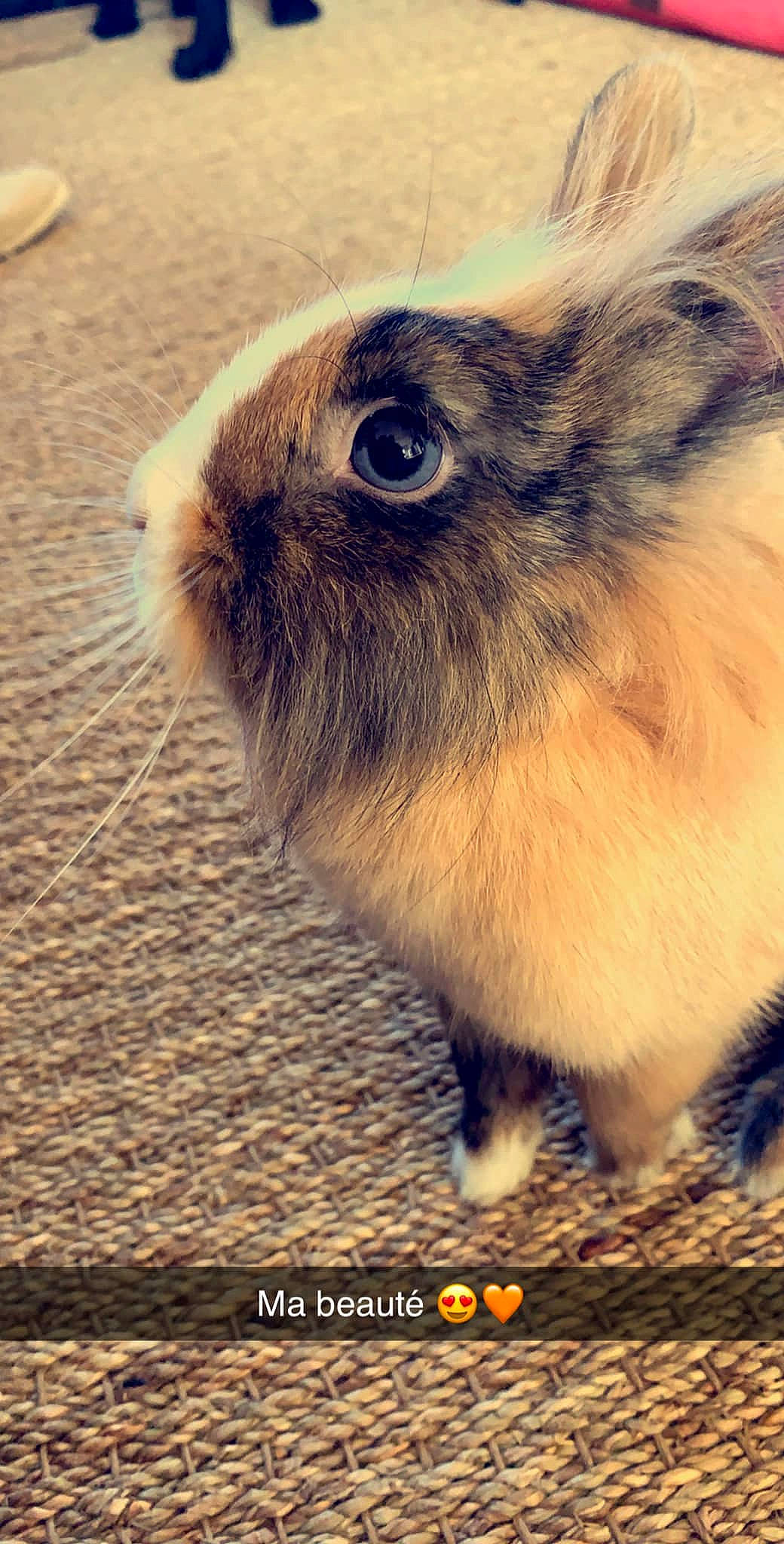 Queeny a rejoint le concours — aidez-le/la à gagner de superbes lots ! domestic_rabbit, fawn, guinea_pig, hare, mammal, rabbit, rabbits_and_hares, vertebrate, whiskers, wildlife