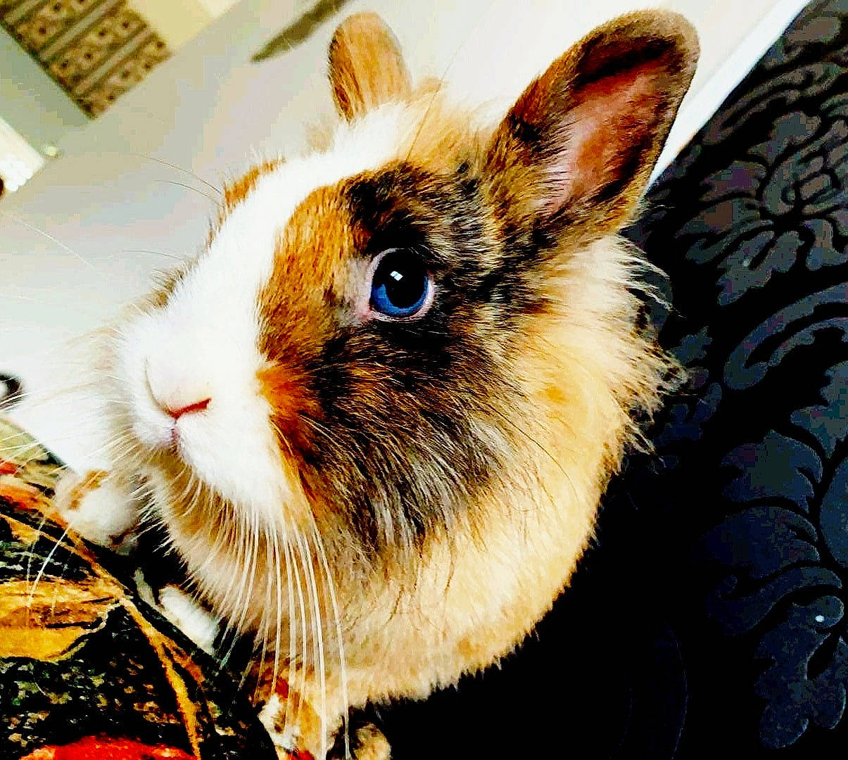 Queeny participe au concours pour gagner de l'argent avec cette photo : domestic_rabbit, ear, hare, plant, rabbit, rabbits_and_hares, snout, whiskers, wildlife, wood_rabbit