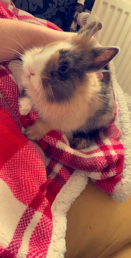 Queeny participe au concours pour gagner de l'argent avec cette photo : chinchilla, domestic_rabbit, ear, fawn, guinea_pig, hamster, mammal, rabbit, rabbits_and_hares, rodent, skin, whiskers