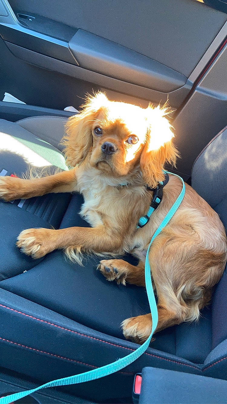 Palaos Rio a rejoint le concours — aidez-le/la à gagner de superbes lots ! canidae, car, car_seat, carnivore, cavalier_king_charles_spaniel, companion_dog, dog, dog_breed, fawn, king_charles_spaniel, mammal, puppy, snout, spaniel, sporting_group, tibetan_spaniel, toy_dog, vehicle