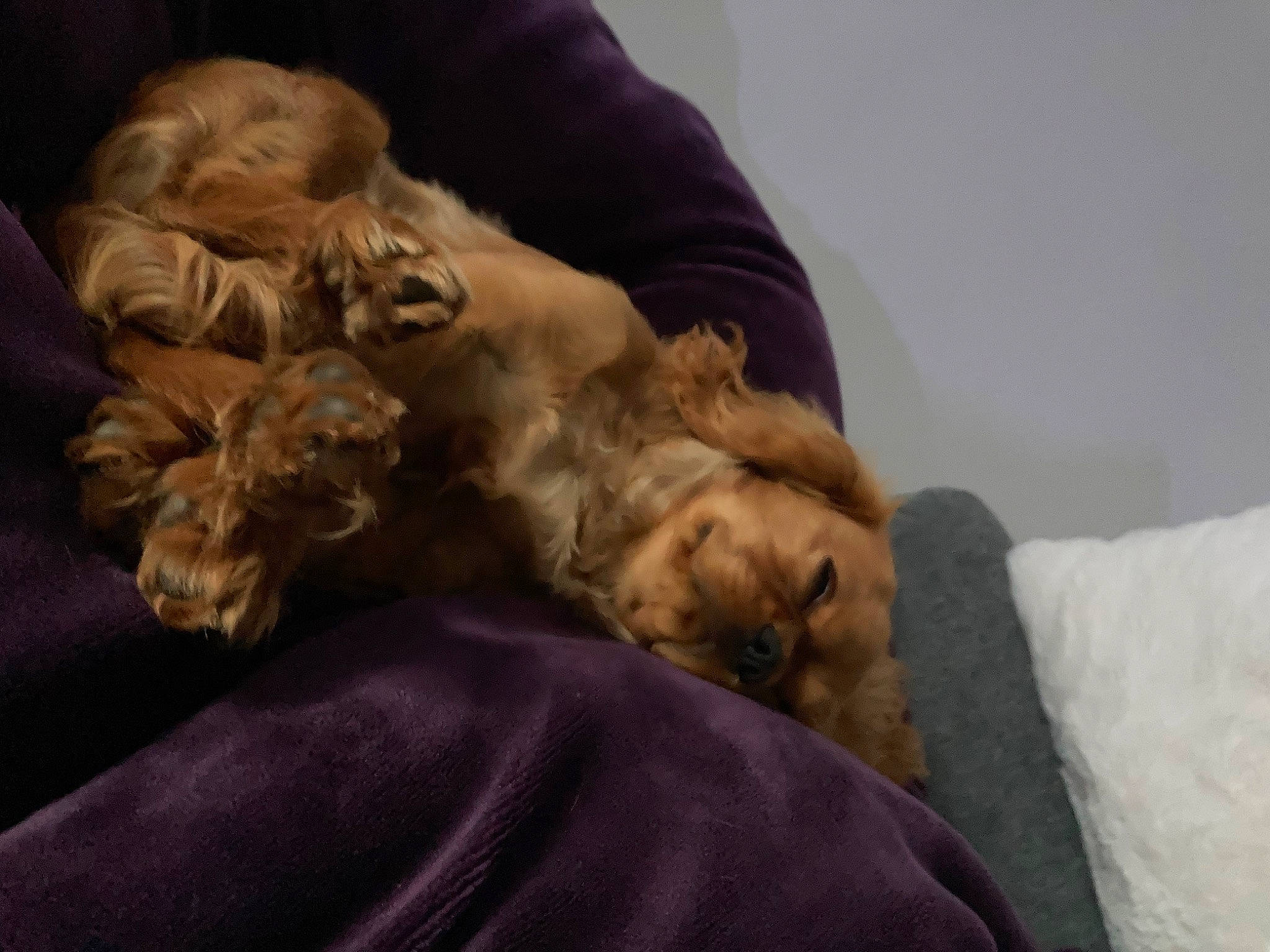 Palaos Rio a rejoint le concours — aidez-le/la à gagner de superbes lots ! american_cocker_spaniel, canidae, carnivore, cavapoo, cockapoo, companion_dog, dog, dog_breed, english_cocker_spaniel, fawn, nap, puppy, puppy_love, sleep, spaniel, sporting_group