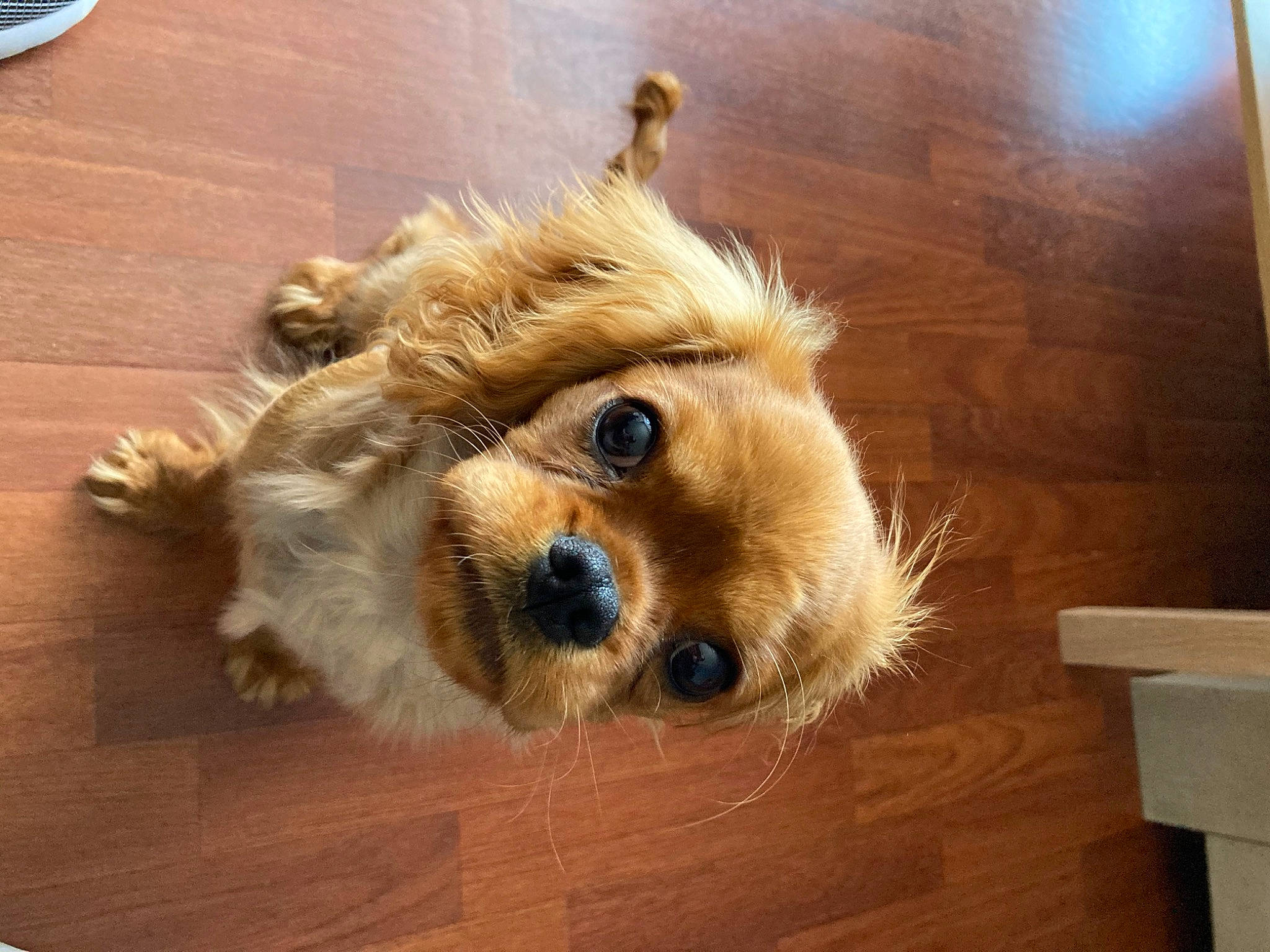 Palaos Rio participe au concours pour gagner de l'argent avec cette photo : australian_terrier, canidae, carnivore, cavachon, companion_dog, dog, dog_breed, fawn, flooring, hardwood, mammal, norfolk_terrier, norwich_terrier, puppy, snout, sporting_group, toy_dog