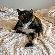Scarlett joined the competition — help win amazing prizes! cat, calico_cat, pet, animal, feline, fur, whiskers, bed, blanket, cozy, resting, indoor, cute, relaxed, sleepy, paw, ears, green_eyes, soft, domestic_animal