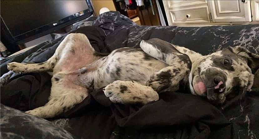 Poseidon joined the competition — help win amazing prizes! canidae, carnivore, claw, comfort, companion_dog, dog, dog_breed, fawn, fur, guard_dog, kitchen_appliance, nap, non_sporting_group, sleep, snout, sporting_group, television, terrestrial_animal, whiskers, working_animal