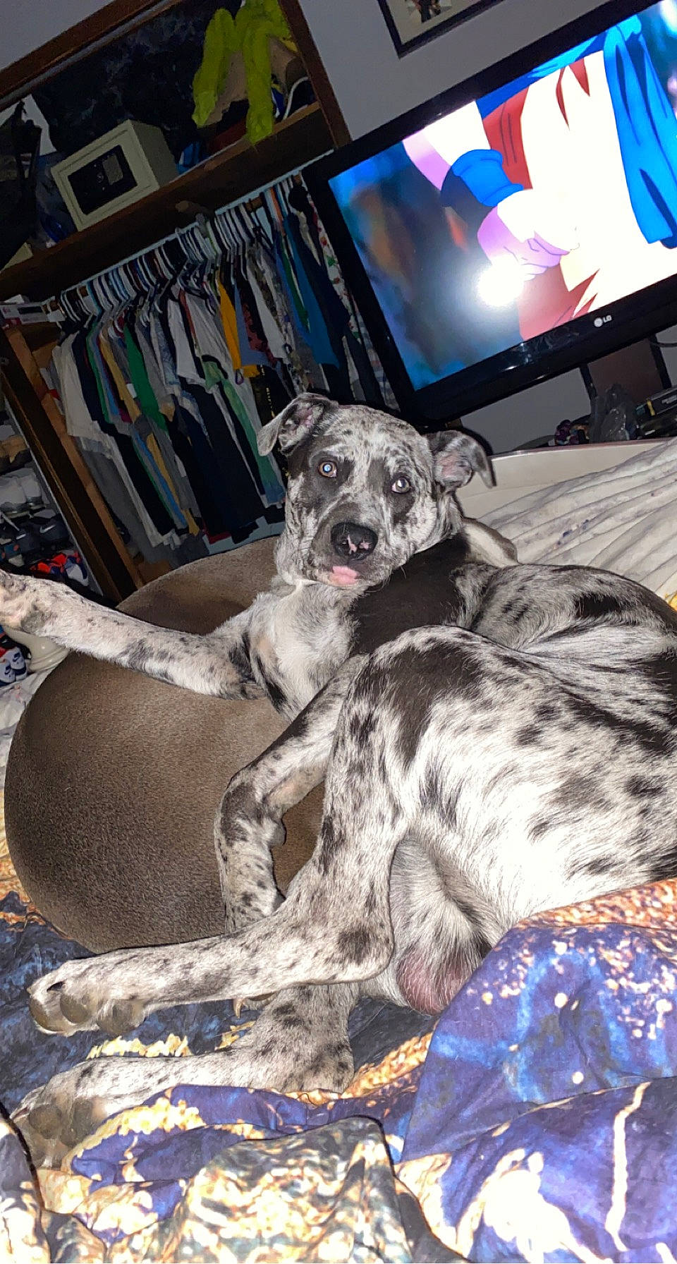 Poseidon joined the competition — help win amazing prizes! bookcase, canidae, carnivore, companion_dog, couch, dog, dog_breed, fur, guard_dog, non_sporting_group, schnauzer, shelf, sighthound, snout, sporting_group, television, terrestrial_animal, whiskers, working_animal, working_dog