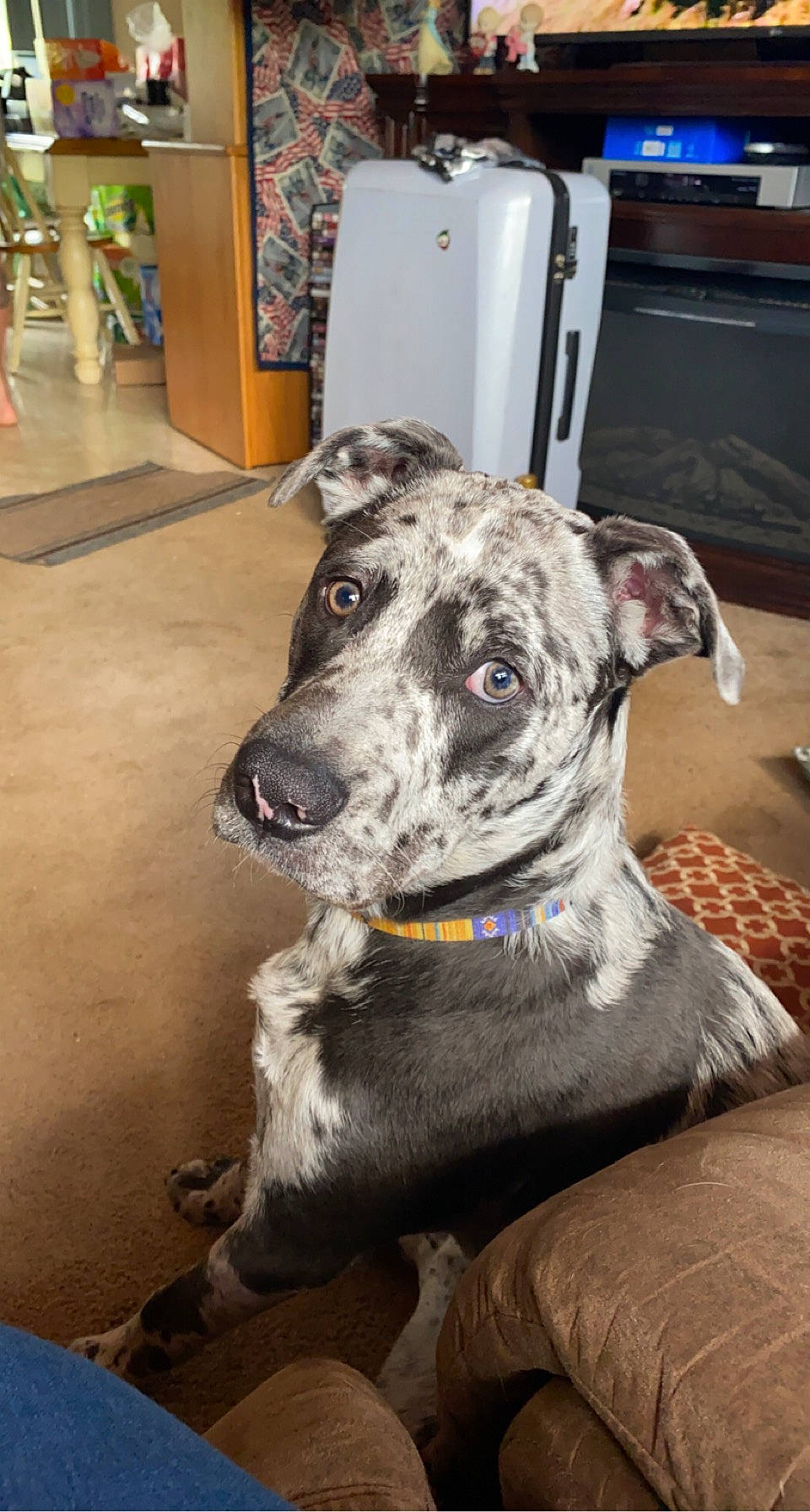 Poseidon joined the competition — help win amazing prizes! canidae, carnivore, collar, companion_dog, dog, dog_breed, dog_collar, fawn, fur, non_sporting_group, snout, sporting_group, terrestrial_animal, whiskers, working_animal, working_dog