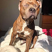 Tyson a rejoint le concours — aidez-le/la à gagner de superbes lots ! dog, brindle, pet, animal, bed, blanket, sunlight, indoor, relaxed, sleepy, furniture, comfort, canine, resting, domestic, cute, snout, ears, paw, tail