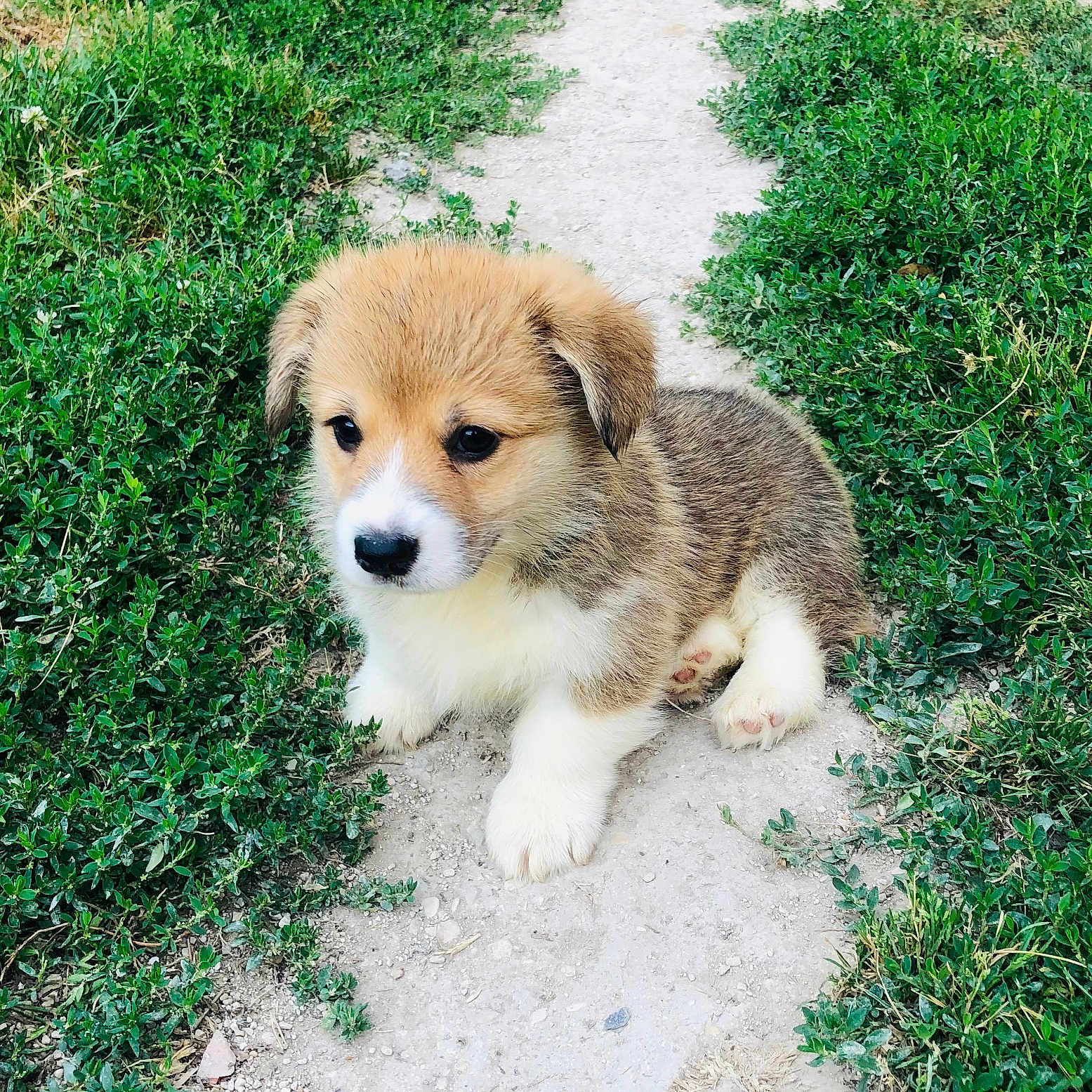 Ava participe au concours pour gagner de l'argent avec cette photo : adorable, animal, black, brown, canine, curious, cute, dog, fur, grass, nature, outdoor, path, pet, portrait, puppy, sitting, small, white, young