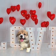 Ava participe au concours pour gagner de l'argent avec cette photo : puppy, dog, love_sign, heart_balloons, red_balloons, indoor, white_floor, cute, fluffy, smiling, decor, lighting_bulbs, playful, pet, adorable, celebration, festive, room, happy, tongue_out