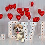 puppy, dog, love_sign, heart_balloons, red_balloons, indoor, white_floor, cute, fluffy, smiling, decor, lighting_bulbs, playful, pet, adorable, celebration, festive, room, happy, tongue_out