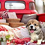 puppy, dog, blanket, red_pickup_truck, flowers, wicker_basket, outdoor, cute, tongue_out, pet, fur, smiling, nature, sunlight, spring, cozy, vintage, relaxing, animal, portrait