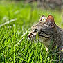 cat, tabby, grass, flower, daisy, outdoor, sunlight, nature, animal, pet, profile, ears, whiskers, greenery, closeup, summer, garden, curious, collar, peaceful