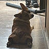 dog, corgi, lying_down, floor, tile, shoes, nike, vacuum_hose, indoor, pet, looking_back, brown_fur, white_fur, ears, paws, quiet, home, casual, resting, animal