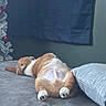 Cheddar joined the competition — help win amazing prizes! dog, puppy, lying_down, belly_up, couch, gray, indoor, furniture, pillows, resting, sleeping, cute, pet, canine, christmas_tree, decorations, holiday, cozy, relaxing, home