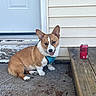 Cheddar joined the competition — help win amazing prizes! dog, corgi, pet, canine, sitting, porch, door, wooden_step, concrete, harness, outdoor, red_can, beige_siding, happy, tongue_out, small_dog, animal, domestic_animal, sidewalk, house