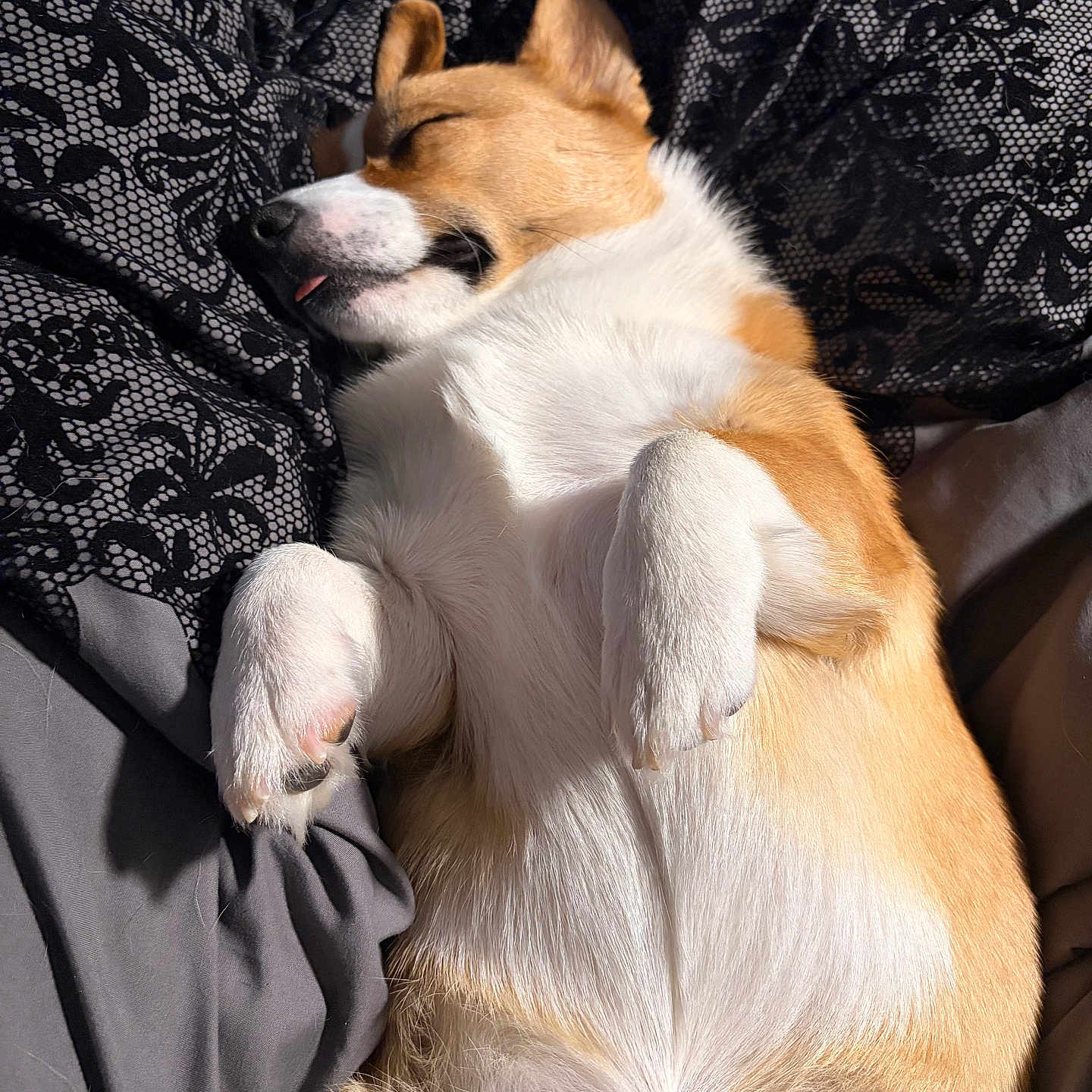 Cheddar