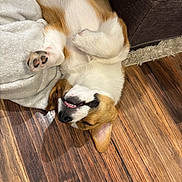 Cheddar joined the competition — help win amazing prizes! dog, puppy, lying_down, upside_down, wooden_floor, blanket, pet, cute, relaxed, white_fur, brown_fur, ears, paw, tongue, indoor, smiling, sleeping, cozy, animal, canine