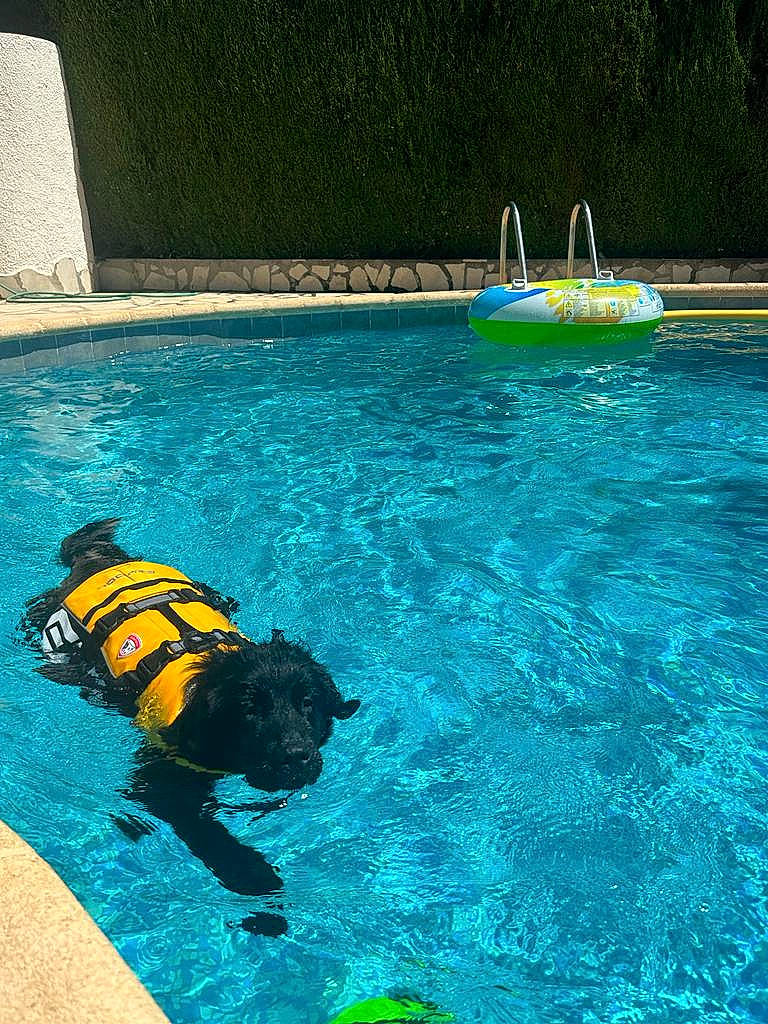 Mya participe au concours pour gagner de l'argent avec cette photo : aqua, blue, boats_and_boating_equipment_and_supplies, carnivore, companion_dog, dog, dog_breed, dog_supply, fun, grass, green, hat, leisure, leisure_centre, ocean, personal_protective_equipment, recreation, sporting_group, swimming_pool, water