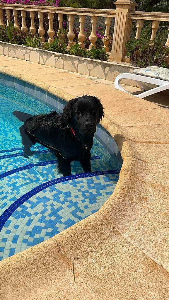 Mya a rejoint le concours — aidez-le/la à gagner de superbes lots ! canidae, carnivore, companion_dog, concrete, dog, dog_breed, electric_blue, flagstone, flooring, grass, guard_dog, gun_dog, leisure, plant, shadow, sporting_group, swimming_pool, water, working_animal, working_dog