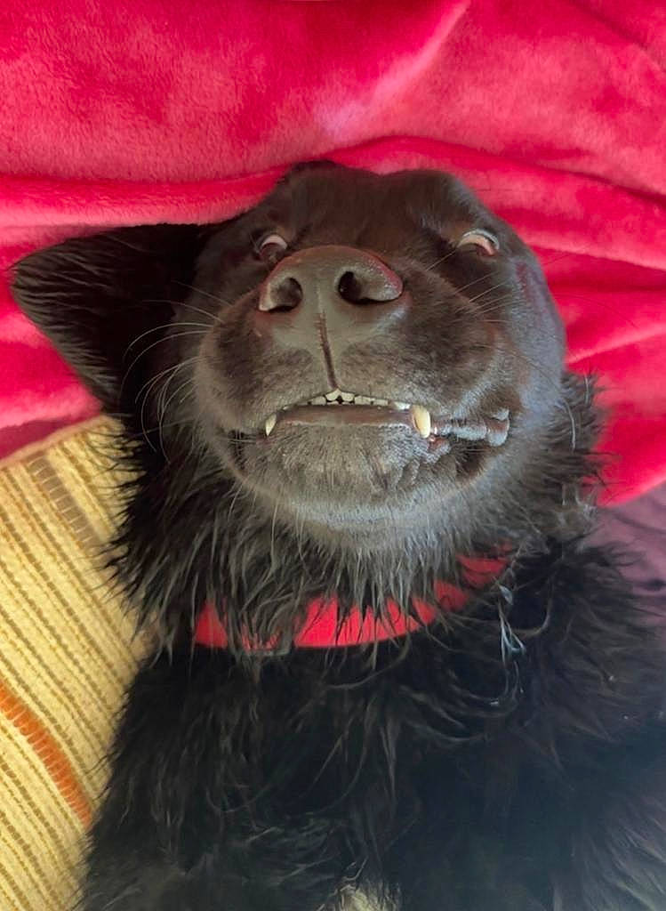 Mya participe au concours pour gagner de l'argent avec cette photo : canidae, carnivore, collar, companion_dog, dog, dog_breed, dog_collar, fang, fur, liver, magenta, snout, sporting_group, terrestrial_animal, whiskers, working_animal, working_dog