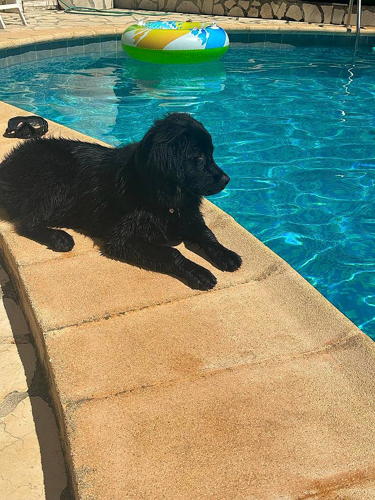 Mya participe au concours pour gagner de l'argent avec cette photo : azure, canidae, carnivore, chair, companion_dog, dog, dog_breed, flooring, fun, guard_dog, gun_dog, leisure, outdoor_furniture, recreation, shade, shadow, sporting_group, swimming_pool, water, working_animal