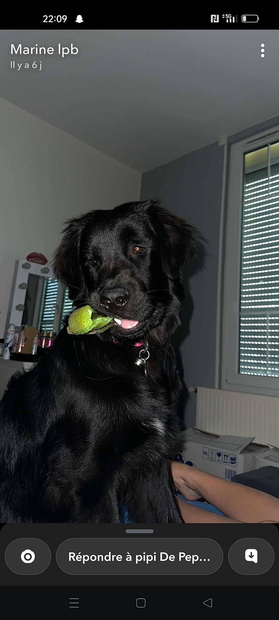 Mya a rejoint le concours — aidez-le/la à gagner de superbes lots ! borador, canidae, carnivore, collar, companion_dog, dog, dog_breed, dog_collar, fur, guard_dog, gun_dog, liver, retriever, snout, sporting_group, window, window_blind, working_animal, working_dog