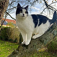 Patounette participe au concours pour gagner de l'argent avec cette photo : animal, backyard, black_and_white, branch, cat, cloudy, curious, daylight, feline, garden, grass, leafless_tree, moss, nature, outdoor, perched, pet, sky, tree, wildlife