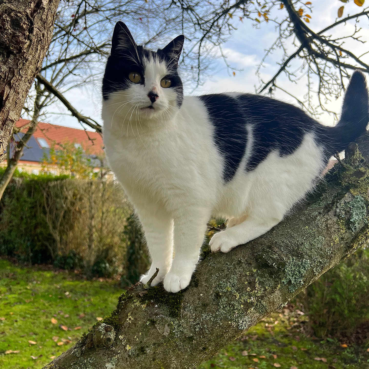 Patounette participe au concours pour gagner de l'argent avec cette photo : animal, backyard, black_and_white, branch, cat, cloudy, curious, daylight, feline, garden, grass, leafless_tree, moss, nature, outdoor, perched, pet, sky, tree, wildlife