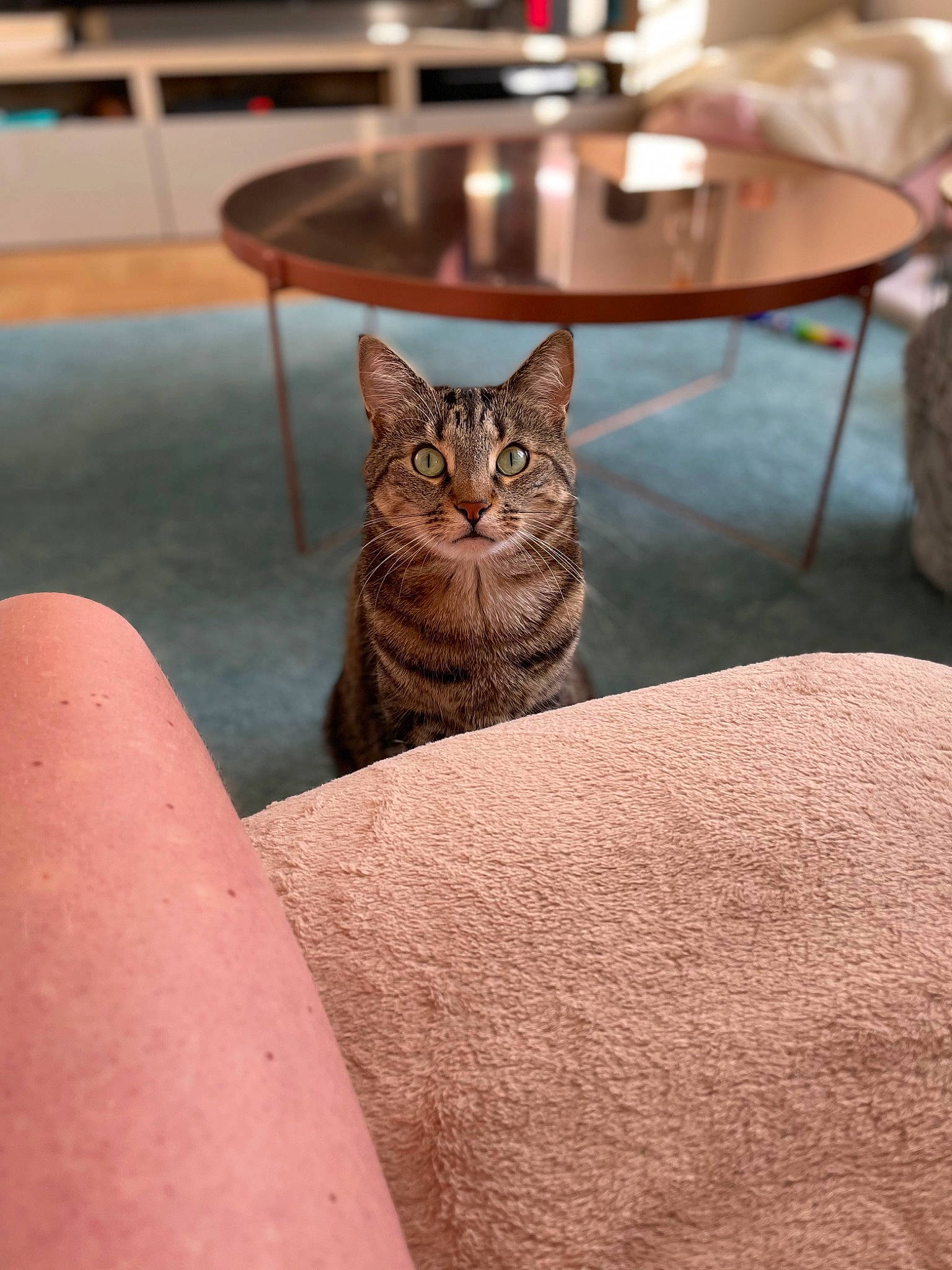 Nachos participe au concours pour gagner de l'argent avec cette photo : carnivore, cat, comfort, domestic_short_haired_cat, fawn, felidae, floor, flooring, hardwood, plant, sitting, small_to_medium_sized_cats, snout, table, tail, tire, tree, whiskers, window, wood