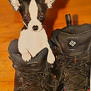 Bandit is registered to the contest to win money with this photo: puppy, dog, black_and_white, boots, hiking_boots, small_dog, pet, animal, ears, floor, indoor, curious, cute, young_dog, paw, leather_boots, laces, close_up, looking, brown_floor