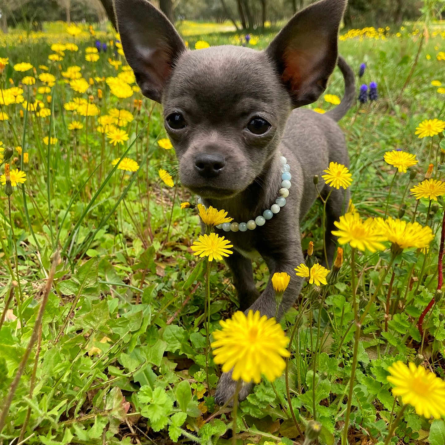 Sophie