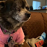Pinky joined the competition — help win amazing prizes! dog, small_dog, pink_sweater, collar, tags, bells, brown_couch, quilted, indoor, living_room, remote_control, blanket, window, natural_light, pet, animal, cozy, close_up, fur, domestic