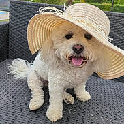 Rimelle participe au concours pour gagner de l'argent avec cette photo : chair, curly_fur, cute, dog, fluffy, garden, happy, outdoor, patio, pet, portrait, seated, smiling, straw_hat, sunhat, sunlight, tongue_out, tropical, white_dog, wicker