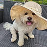 chair, curly_fur, cute, dog, fluffy, garden, happy, outdoor, patio, pet, portrait, seated, smiling, straw_hat, sunhat, sunlight, tongue_out, tropical, white_dog, wicker