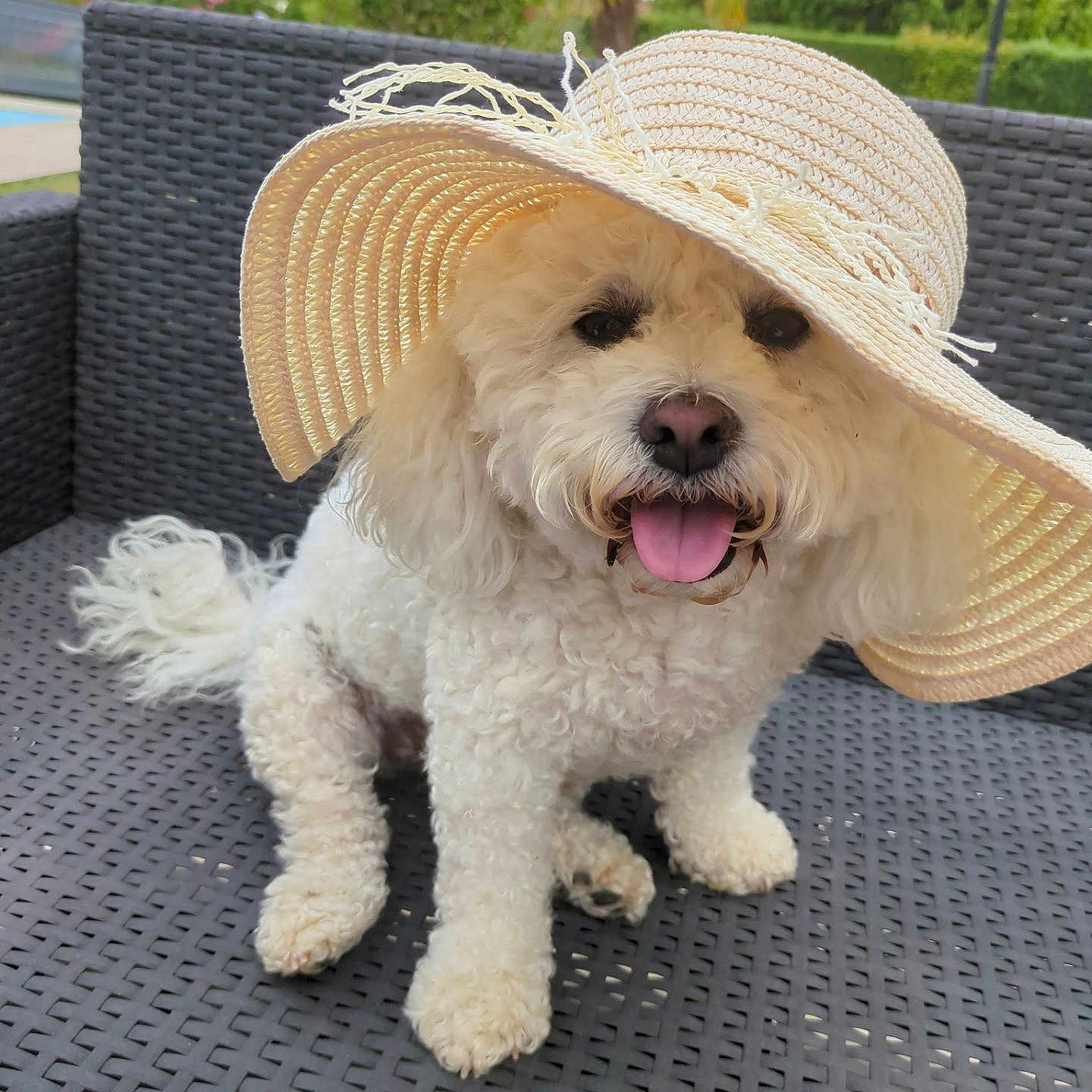 Rimelle participe au concours pour gagner de l'argent avec cette photo : chair, curly_fur, cute, dog, fluffy, garden, happy, outdoor, patio, pet, portrait, seated, smiling, straw_hat, sunhat, sunlight, tongue_out, tropical, white_dog, wicker