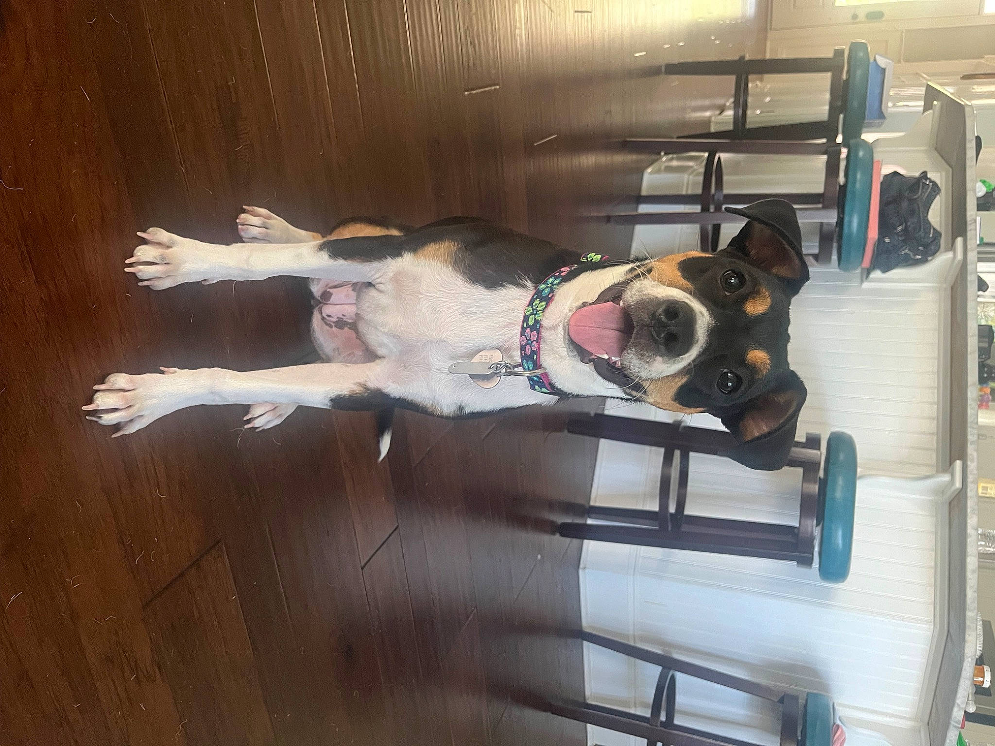 Miley is registered to the contest to win money with this photo: canidae, carnivore, collar, companion_dog, dog, dog_breed, dog_collar, dog_supply, floor, flooring, fur, hardwood, machine, pet_supply, room, sporting_group, varnish, wood, wood_flooring, working_animal