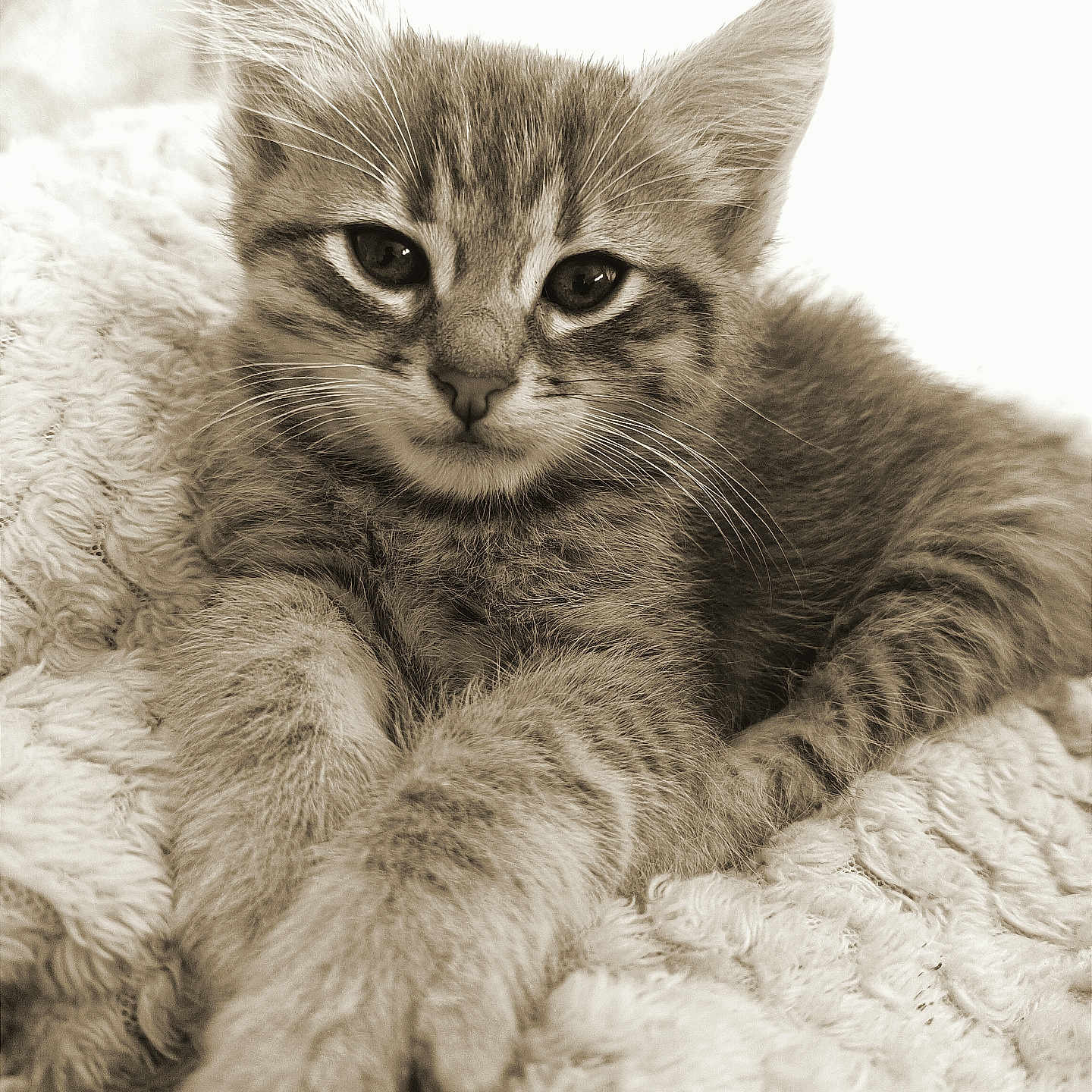 Mimi participe au concours pour gagner de l'argent avec cette photo : kitten, cat, feline, pet, animal, cute, portrait, close_up, whiskers, paws, fur, relaxed, sleepy, cozy, blanket, texture, sepia, soft_light, indoor, young