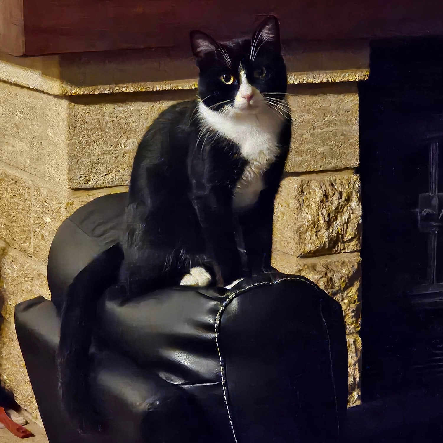 Felix a rejoint le concours — aidez-le/la à gagner de superbes lots ! animal, black_and_white, cat, closeup, cozy, curious, domestic, feline, furniture, household, indoor, leather_chair, pet, portrait, sitting, small_chair, stone_wall, tail, tuxedo_cat, whiskers