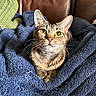 Ella joined the competition — help win amazing prizes! cat, tabby_cat, yellow_eyes, blanket, blue_blanket, couch, leather_couch, indoor, pet, fur, whiskers, ears, cute, animal, cozy, relaxed, snuggled, resting, face, home