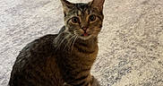Ella is registered to the contest to win money with this photo: cat, tabby, indoor, carpet, floor, pet_bed, living_room, wooden_floor, curious, animal, feline, domestic_cat, tongue_out, looking_at_camera, cozy, home, furniture, door, toy, relaxed