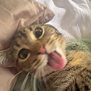 Ella is registered to the contest to win money with this photo: cat, tabby, tongue_out, close_up, pet, animal, feline, bed, blanket, soft, cute, playful, fur, whiskers, domestic_animal, resting, indoor, cozy, sleepy, mischievous