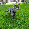 Ella joined the competition — help win amazing prizes! cat, tabby_cat, grass, leash, harness, outdoor, pet, animal, greenery, building, stone_wall, window, tree, curious, yellow_eyes, daylight, nature, mammal, feline, exploring