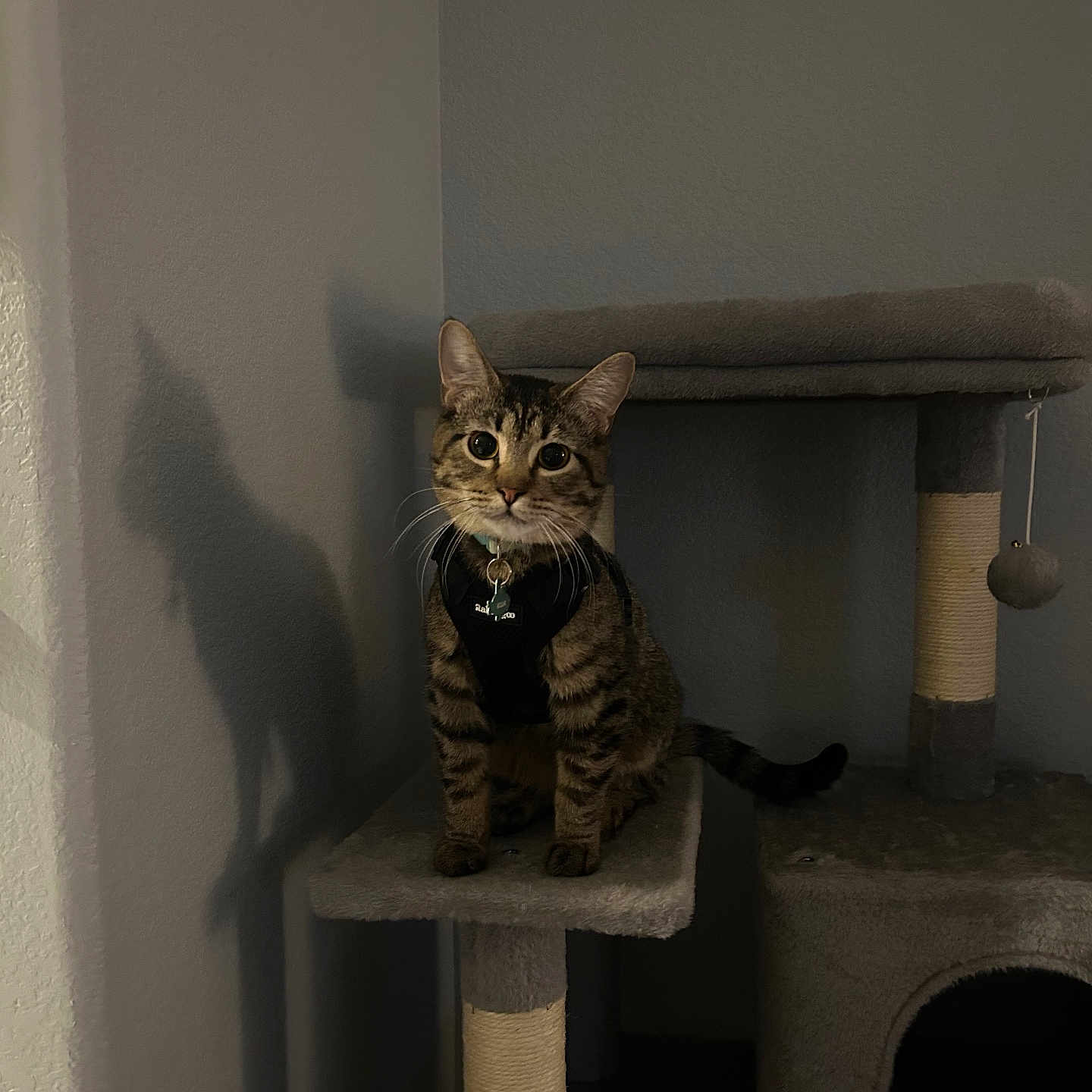Ella