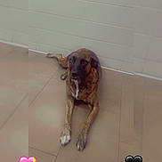 Snicker is registered to the contest to win money with this photo: dog, brindle, lying_down, floor, tiles, wall, indoor, heart_emoji, blur_effect, paws, pet, animal, cute, relaxed, canine, portrait, brown, black, white, ears