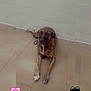 dog, brindle, lying_down, floor, tiles, wall, indoor, heart_emoji, blur_effect, paws, pet, animal, cute, relaxed, canine, portrait, brown, black, white, ears