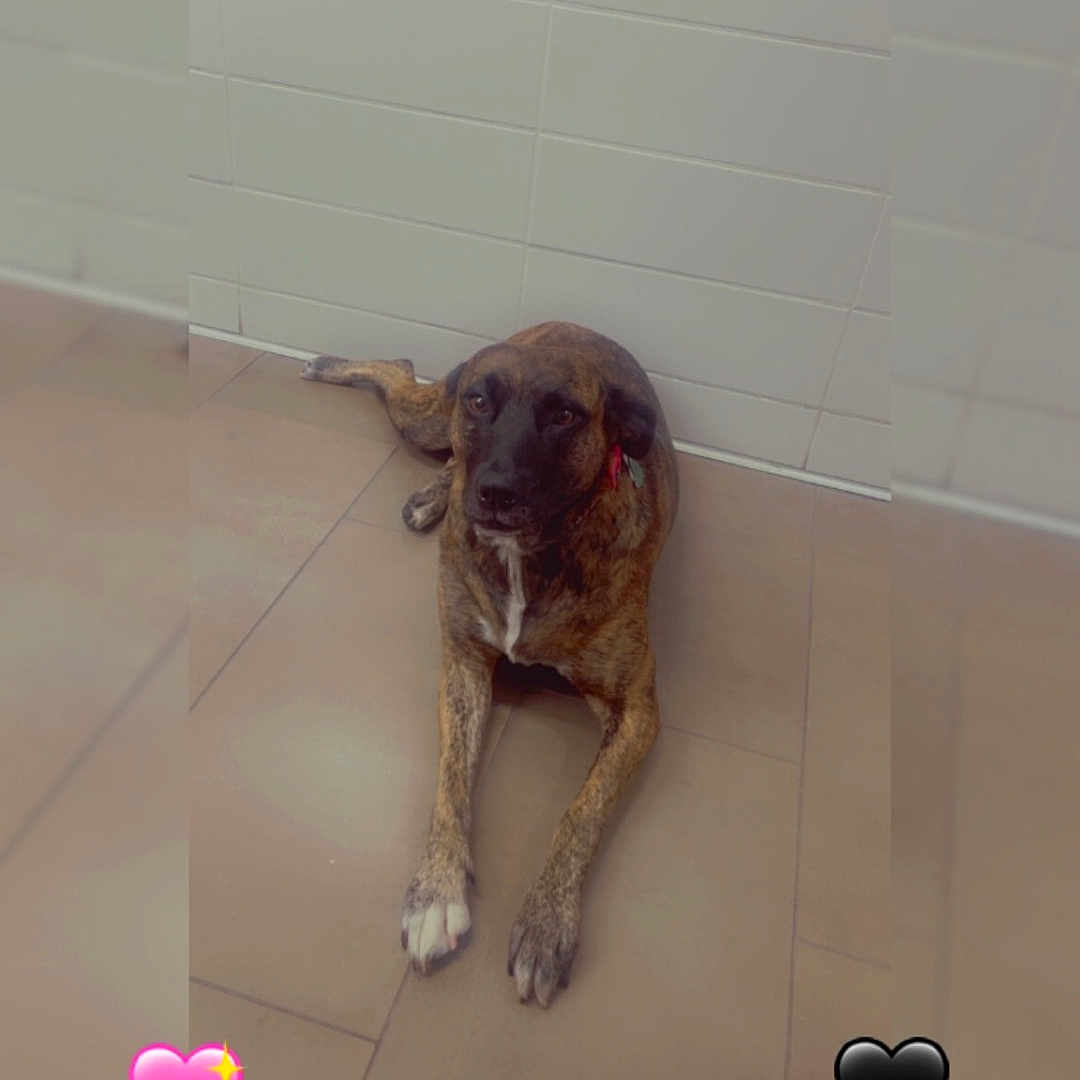 Snicker is registered to the contest to win money with this photo: animal, black, blur_effect, brindle, brown, canine, cute, dog, ears, floor, heart_emoji, indoor, lying_down, paws, pet, portrait, relaxed, tiles, wall, white
