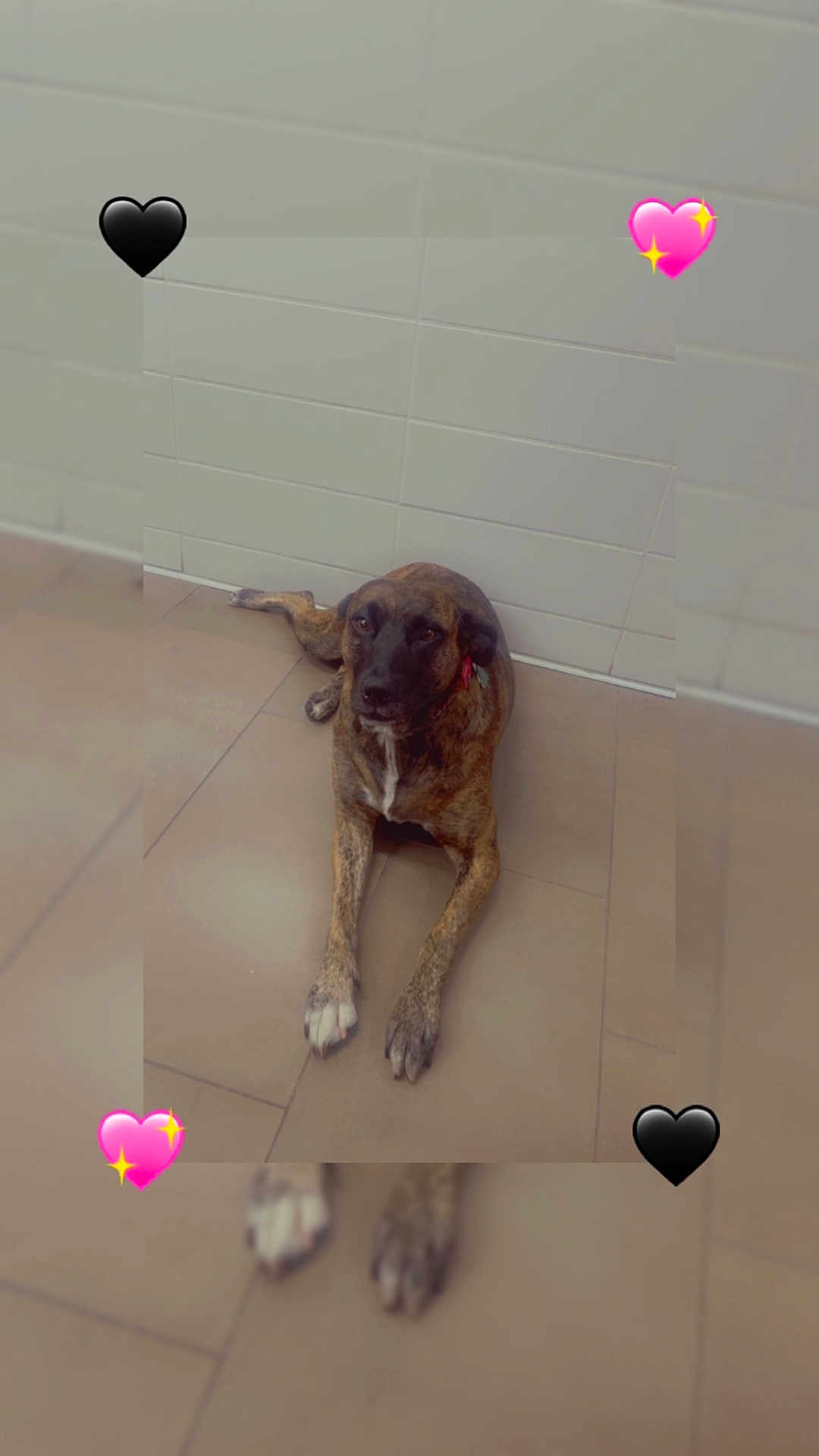 Snicker is registered to the contest to win money with this photo: dog, brindle, lying_down, floor, tiles, wall, indoor, heart_emoji, blur_effect, paws, pet, animal, cute, relaxed, canine, portrait, brown, black, white, ears