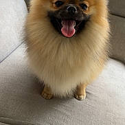 Ace a rejoint le concours — aidez-le/la à gagner de superbes lots ! dog, pomeranian, fluffy, tongue_out, smiling, pet, indoor, couch, gray_couch, fur, happy, small_dog, animal, cute, sitting, house, balcony, railing, domestic_animal, companion