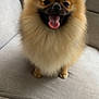 dog, pomeranian, fluffy, tongue_out, smiling, pet, indoor, couch, gray_couch, fur, happy, small_dog, animal, cute, sitting, house, balcony, railing, domestic_animal, companion